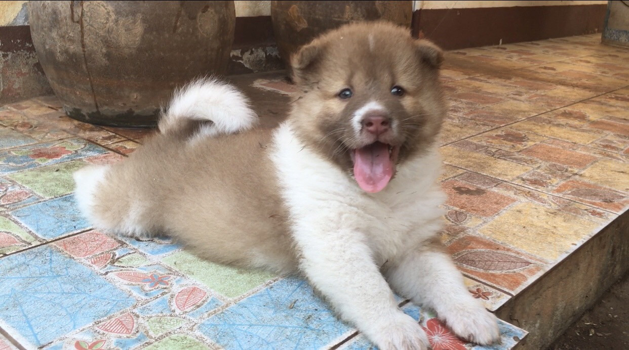 น้องหมาบางแก้วแท้ หมาบ้านแข็งแรง อารมณ์ดี ขี้เล่น ตัวอ้วนๆ กลมๆขนปุกปุยน่ารักๆ