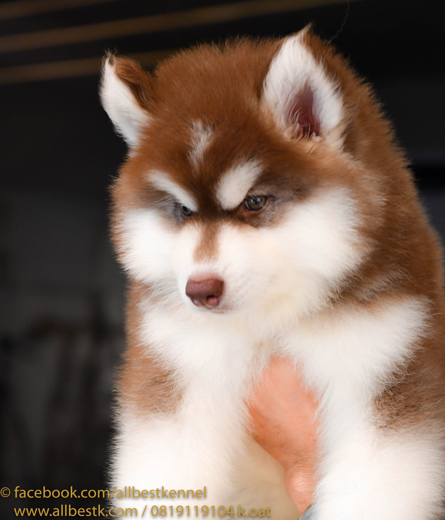หยุดเสี่ยงกับไซบีเรียนฮัสกี้ ไม่ได้คุณภาพ Allbest kennel ให้เราดูแลคุณสิครับ
