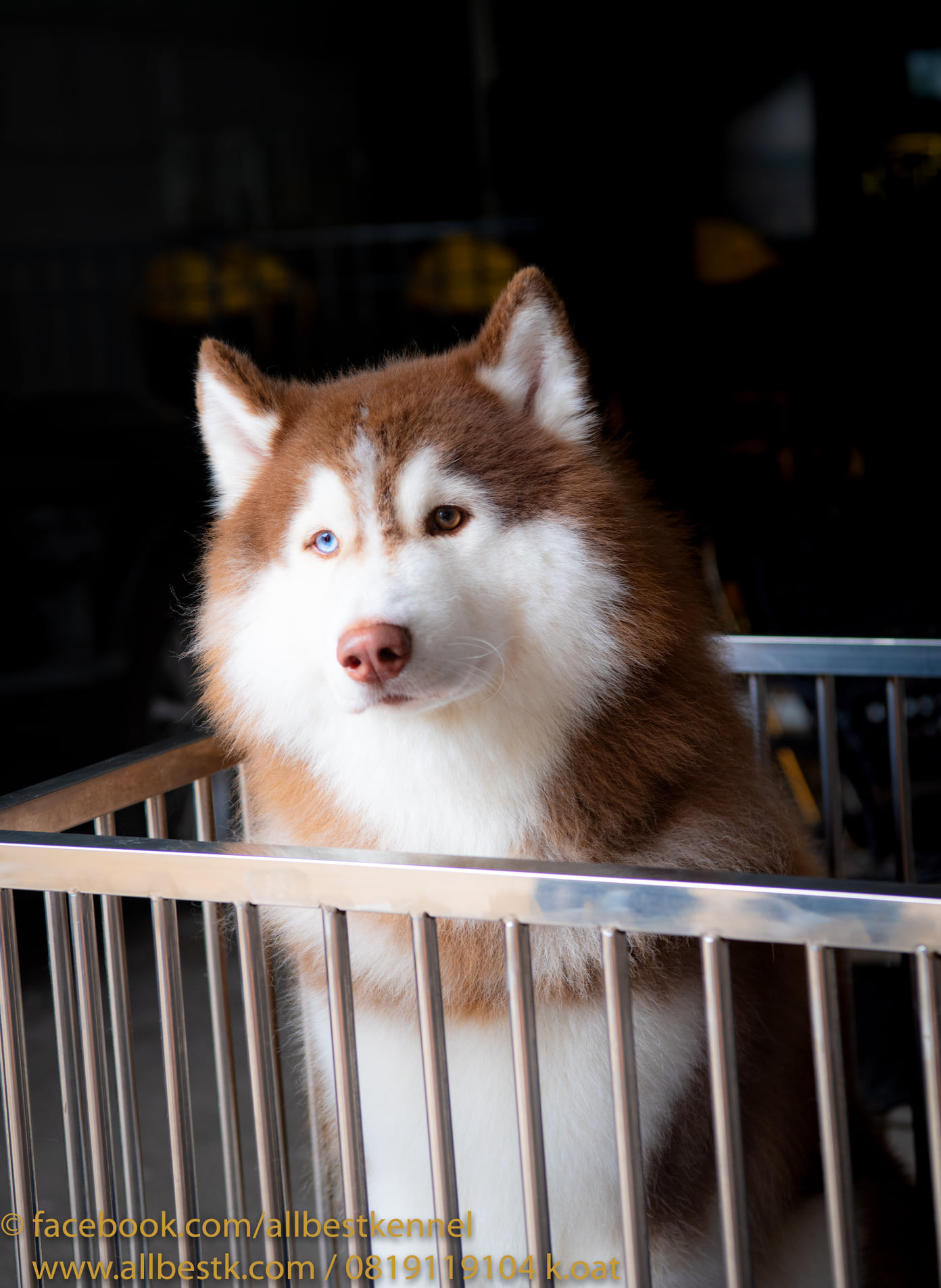 หยุดเสี่ยงกับไซบีเรียนฮัสกี้ ไม่ได้คุณภาพ Allbest kennel ให้เราดูแลคุณสิครับ
