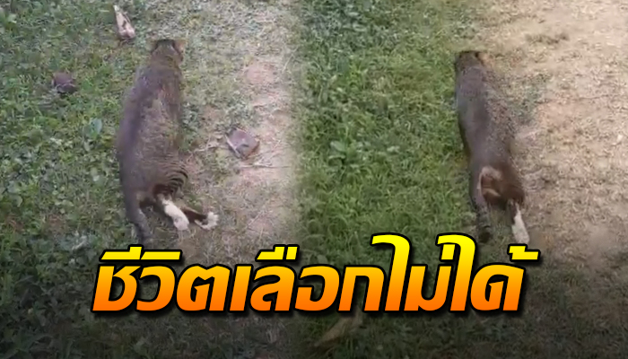 เจ้าเหมียวแบกสังขารลากขา เพราะถูกเพื่อนบ้านทำร้าย เพื่อเอาชีวิตรอด