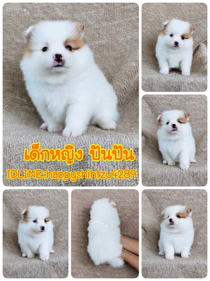 ปอมแท้สีปาร์ตี้7900.- เก็บปลายทาง มีปะกันสุขภาพเทสลำไส้ line::happyshihtzu4289