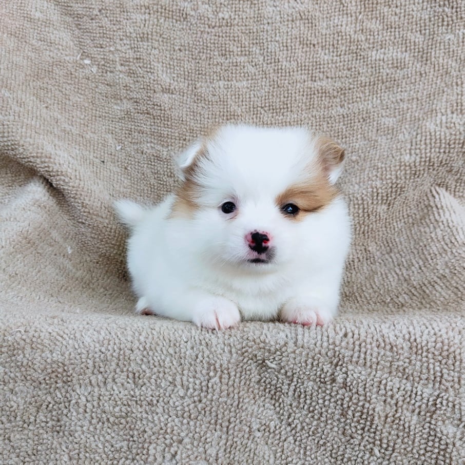 ปอมแท้สีปาร์ตี้7900.- เก็บปลายทาง มีปะกันสุขภาพเทสลำไส้ line::happyshihtzu4289