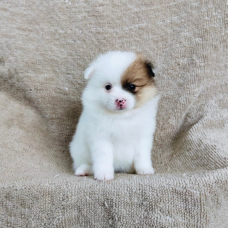 ปอมแท้สีปาร์ตี้7900.- เก็บปลายทาง มีปะกันสุขภาพเทสลำไส้ line::happyshihtzu4289