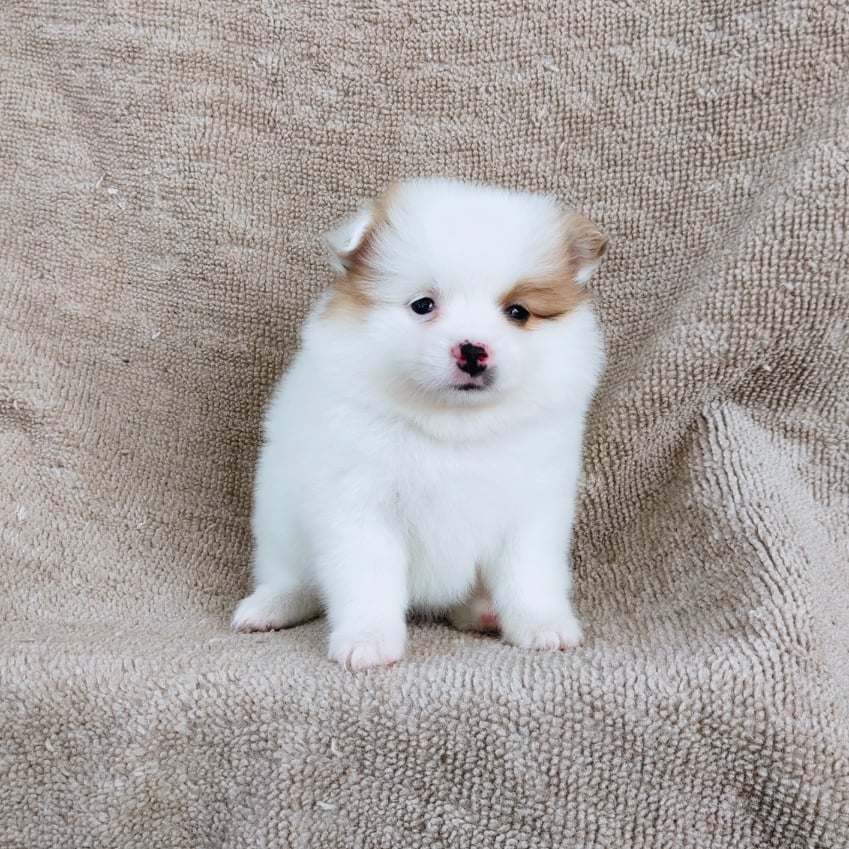 ปอมแท้สีปาร์ตี้7900.- เก็บปลายทาง มีปะกันสุขภาพเทสลำไส้ line::happyshihtzu4289