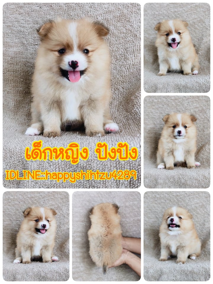 ปอมแท้สีปาร์ตี้7900.- เก็บปลายทาง มีปะกันสุขภาพเทสลำไส้ line::happyshihtzu4289