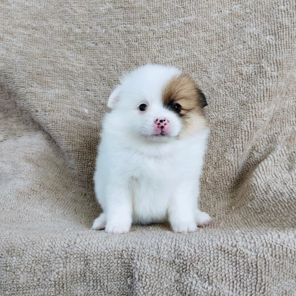 ปอมแท้สีปาร์ตี้7900.- เก็บปลายทาง มีปะกันสุขภาพเทสลำไส้ line::happyshihtzu4289