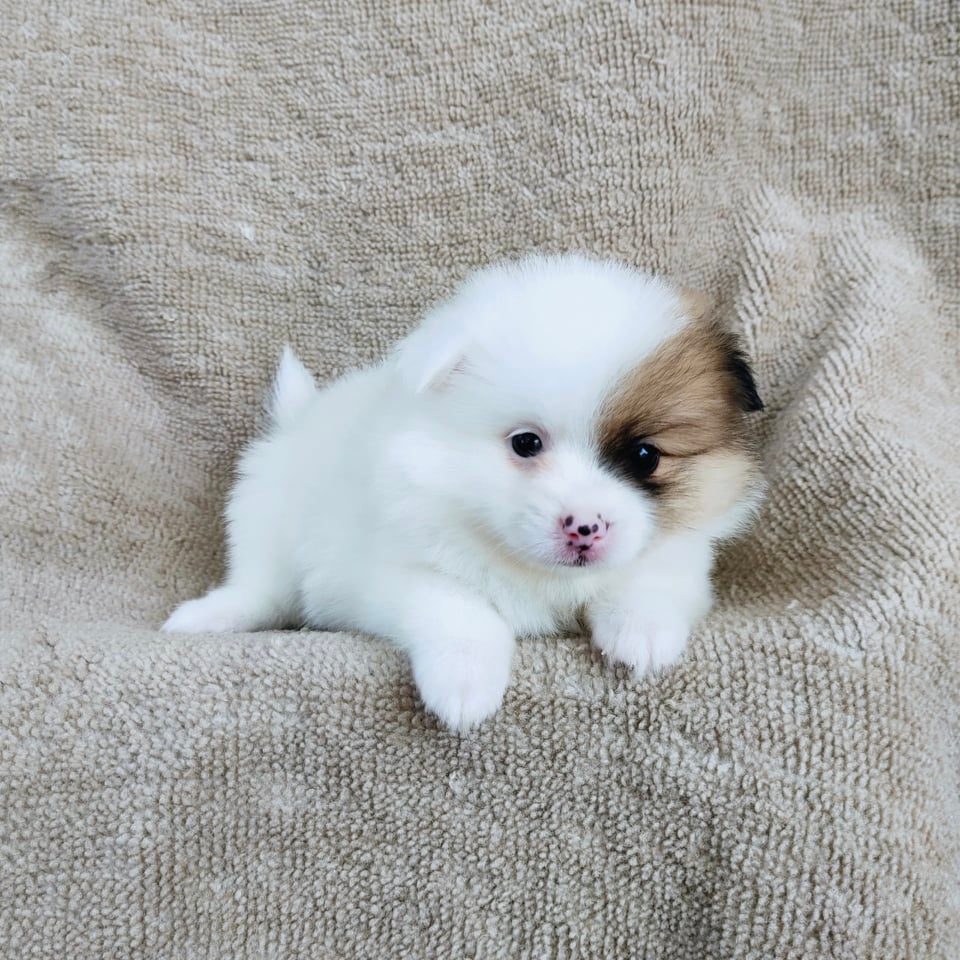 ปอมแท้สีปาร์ตี้7900.- เก็บปลายทาง มีปะกันสุขภาพเทสลำไส้ line::happyshihtzu4289