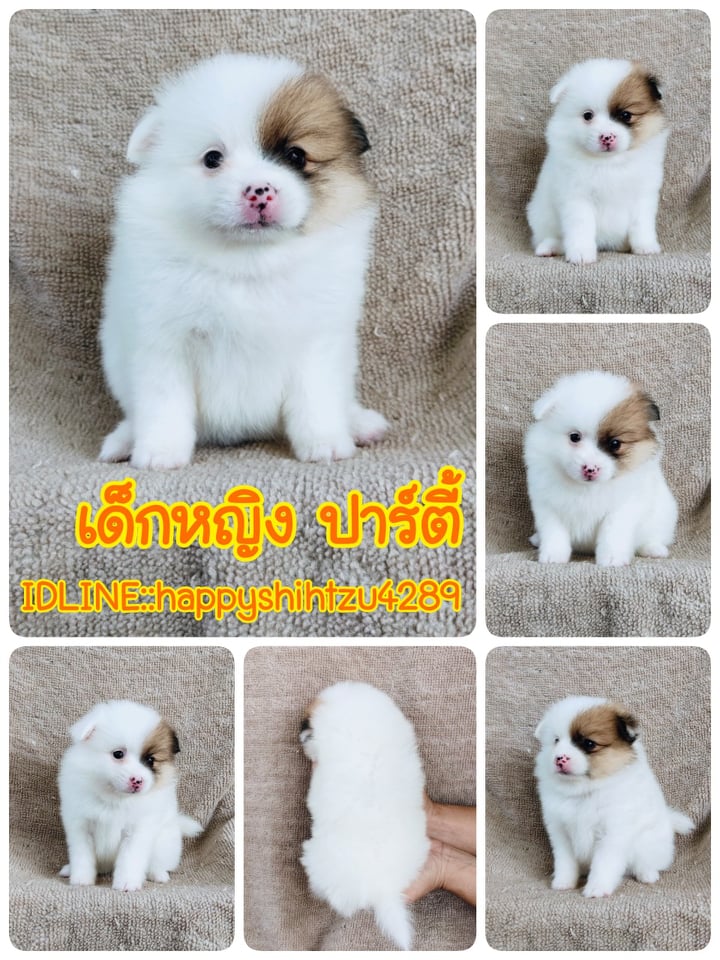 ปอมแท้สีปาร์ตี้7900.- เก็บปลายทาง มีปะกันสุขภาพเทสลำไส้ line::happyshihtzu4289