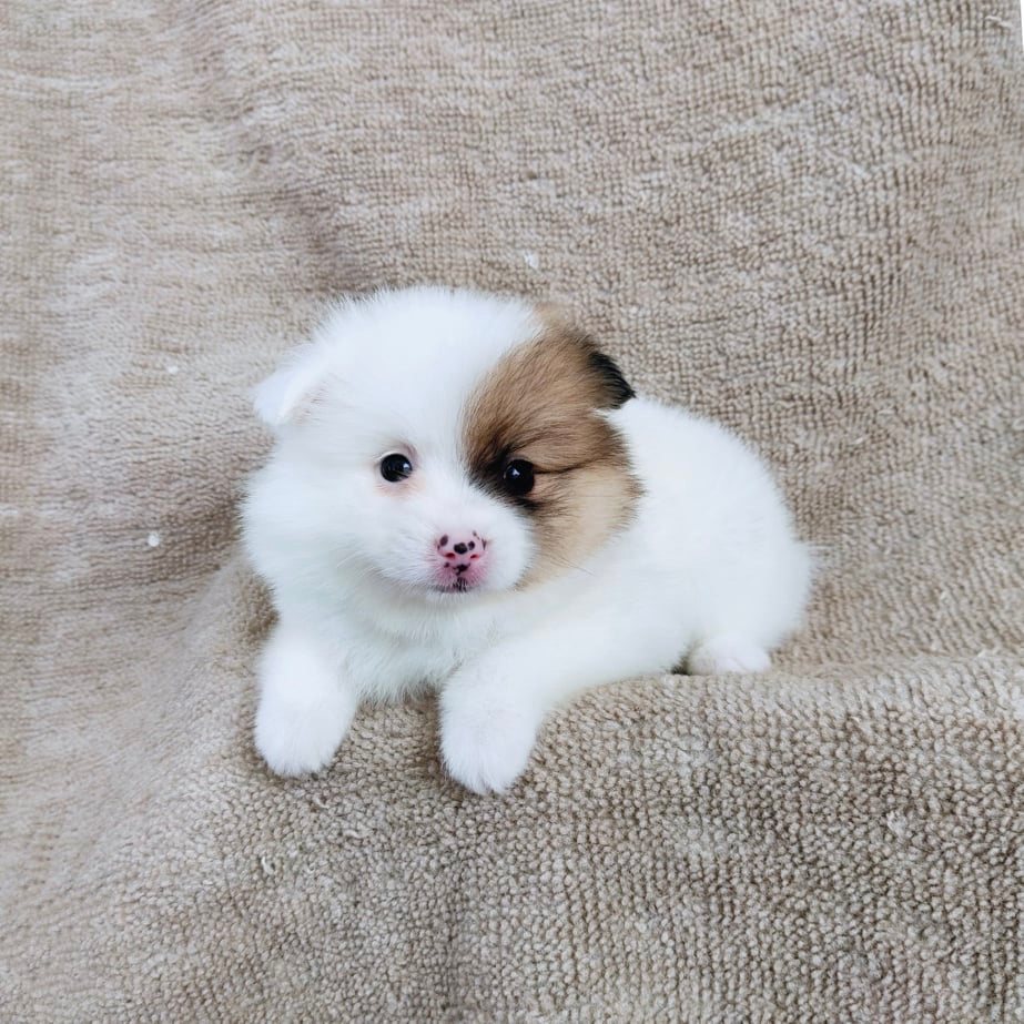 ปอมแท้สีปาร์ตี้7900.- เก็บปลายทาง มีปะกันสุขภาพเทสลำไส้ line::happyshihtzu4289