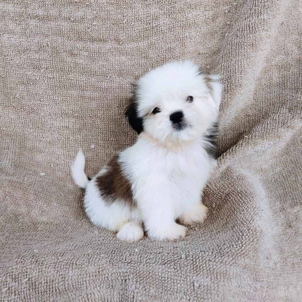 ชิสุ95%ชิสุผสมปอม5500.- เก็บปลายทาง มีปะกันสุขภาพline::happyshihtzu4289