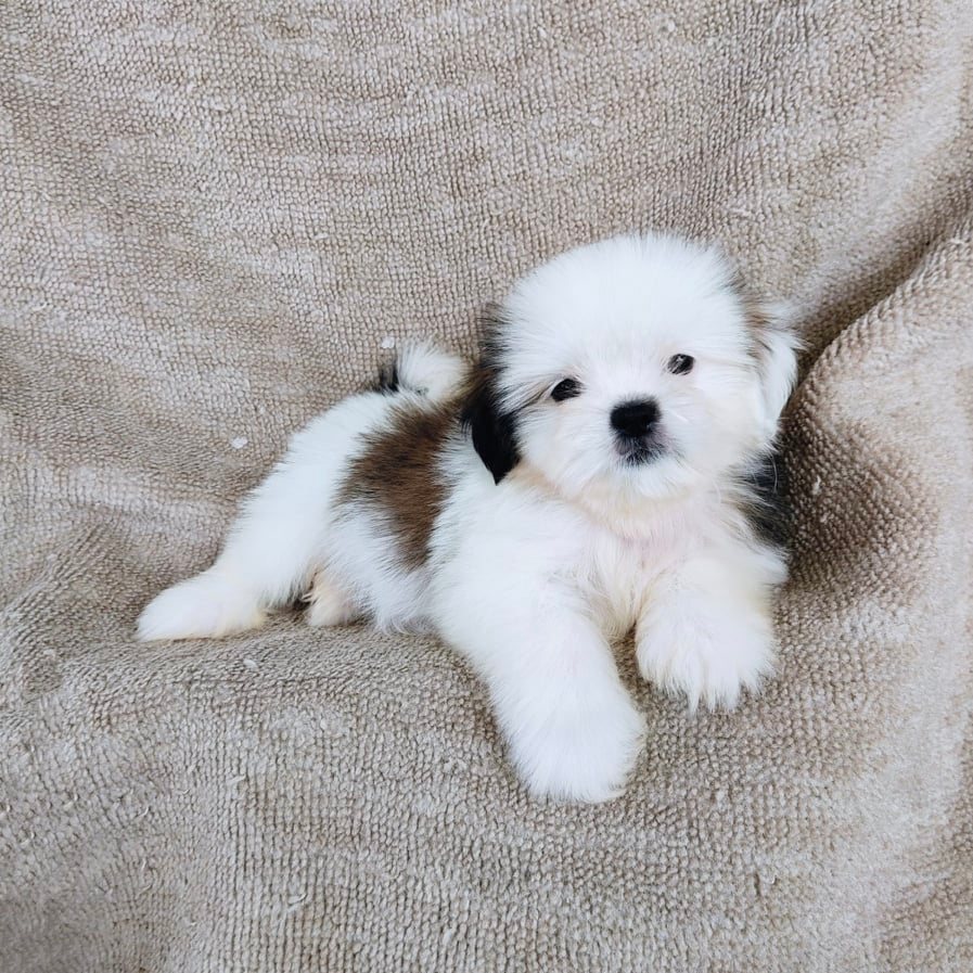 ชิสุ95%ชิสุผสม5500.- เก็บปลายทาง มีปะกันสุขภาพline::happyshihtzu4289