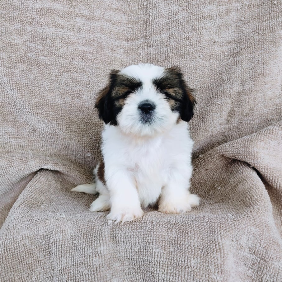 ชิสุ95%ชิสุผสม5500.- เก็บปลายทาง มีปะกันสุขภาพline::happyshihtzu4289