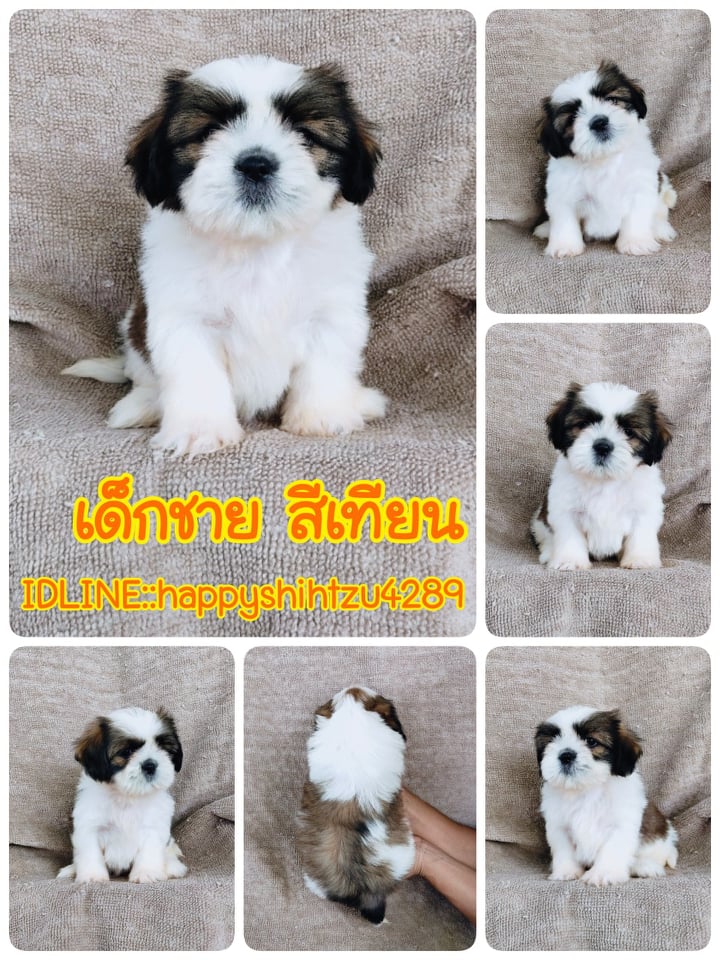 ชิสุ95%ชิสุผสม5500.- เก็บปลายทาง มีปะกันสุขภาพline::happyshihtzu4289