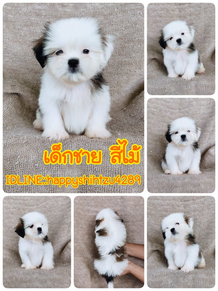 ชิสุ95%ชิสุผสม5500.- เก็บปลายทาง มีปะกันสุขภาพline::happyshihtzu4289