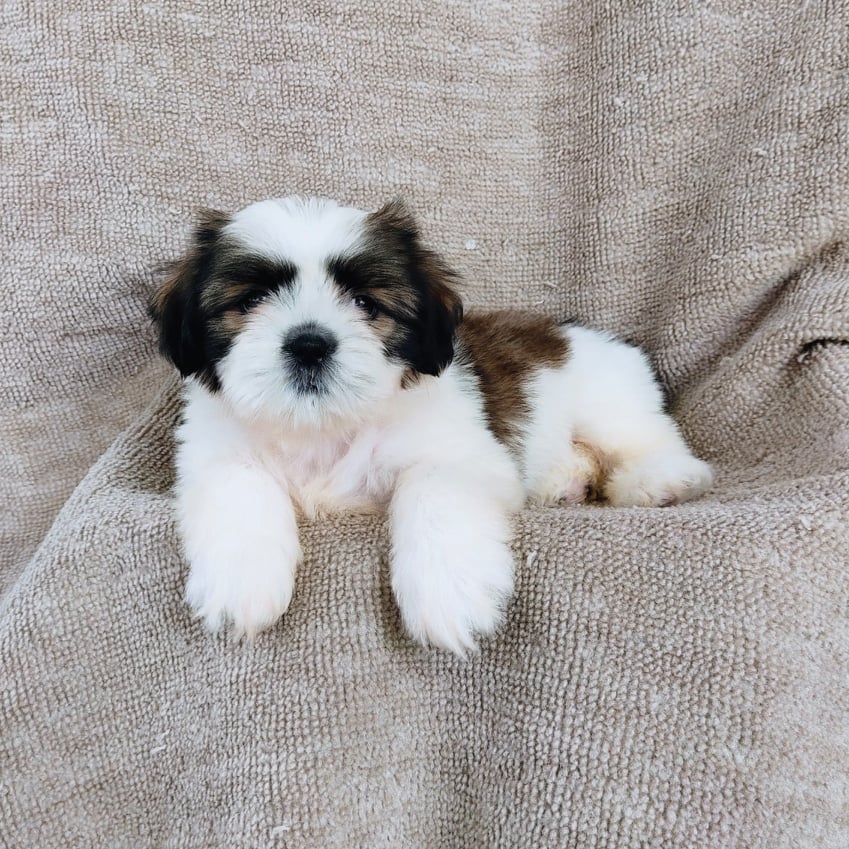 ชิสุ95%ชิสุผสม5500.- เก็บปลายทาง มีปะกันสุขภาพline::happyshihtzu4289