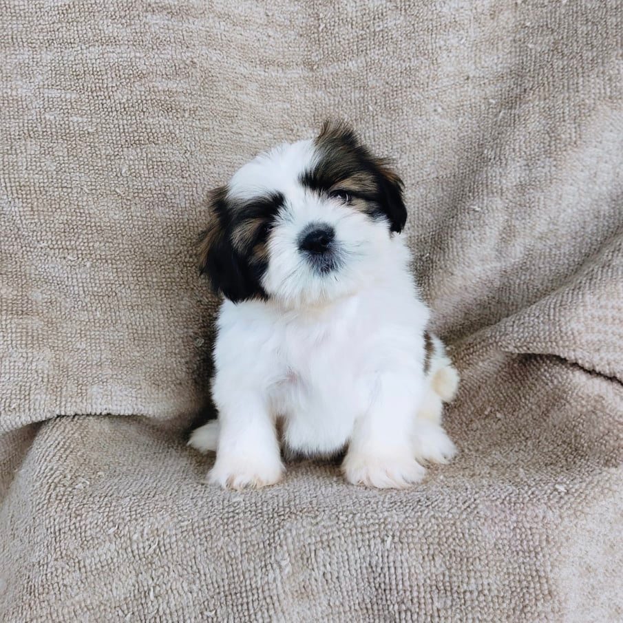ชิสุ95%ชิสุผสมปอม5500.- เก็บปลายทาง มีปะกันสุขภาพline::happyshihtzu4289