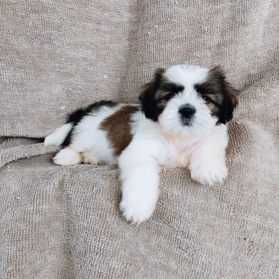 ชิสุ95%ชิสุผสม5500.- เก็บปลายทาง มีปะกันสุขภาพline::happyshihtzu4289
