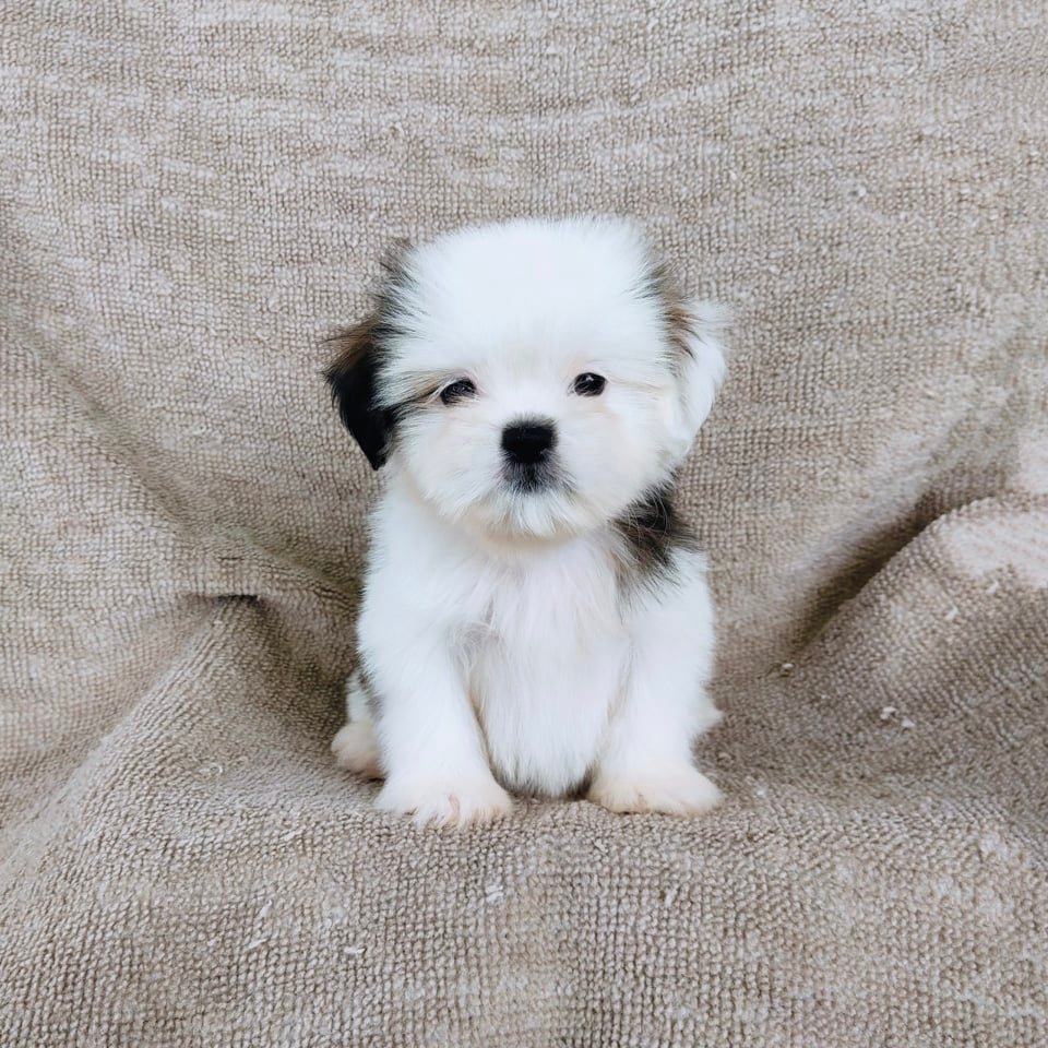 ชิสุ95%ชิสุผสม5500.- เก็บปลายทาง มีปะกันสุขภาพline::happyshihtzu4289
