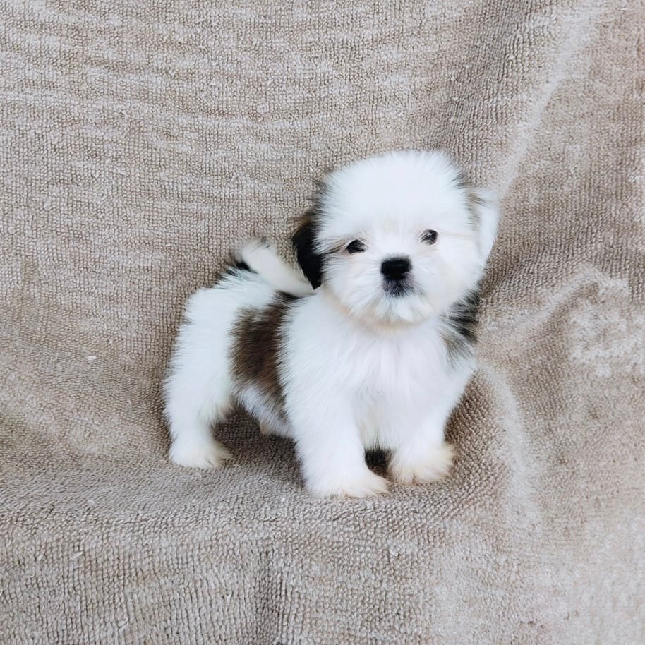 ชิสุ95%ชิสุผสมปอม5500.- เก็บปลายทาง มีปะกันสุขภาพline::happyshihtzu4289