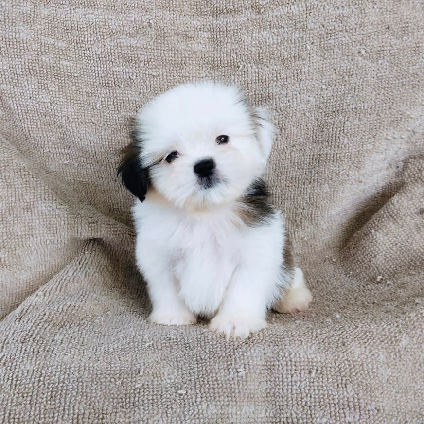 ชิสุ95%ชิสุผสม5500.- เก็บปลายทาง มีปะกันสุขภาพline::happyshihtzu4289
