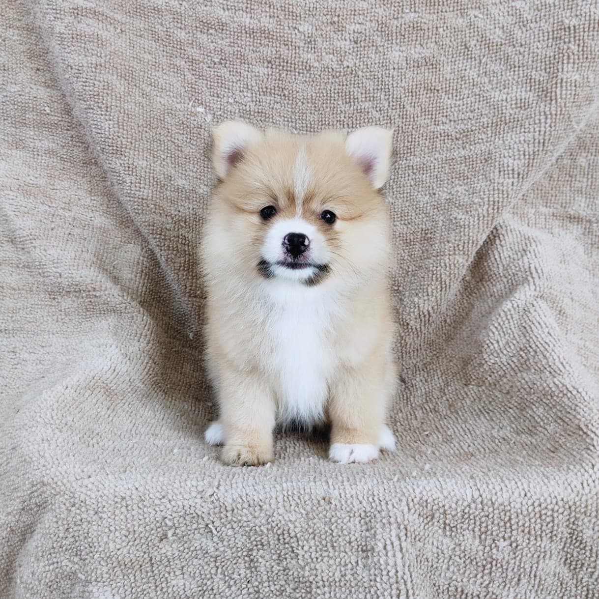 ปอมแท้7900.-รับประกันสุขภาพเทสลำไส้อักเสบ เก็บปลายทาง IDLINE::happyshihtzu4289