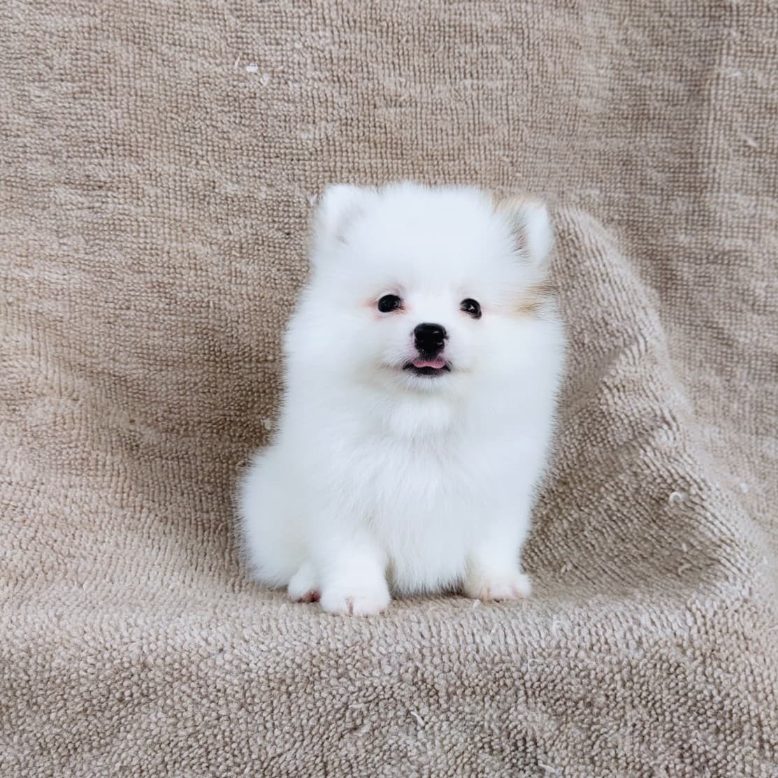 ปอมแท้ไซส์เล็ก8500.-เทสลำไส้อักเสบก่อนส่ง เก็บปลายทาง IDLINE::happyshihtzu4289
