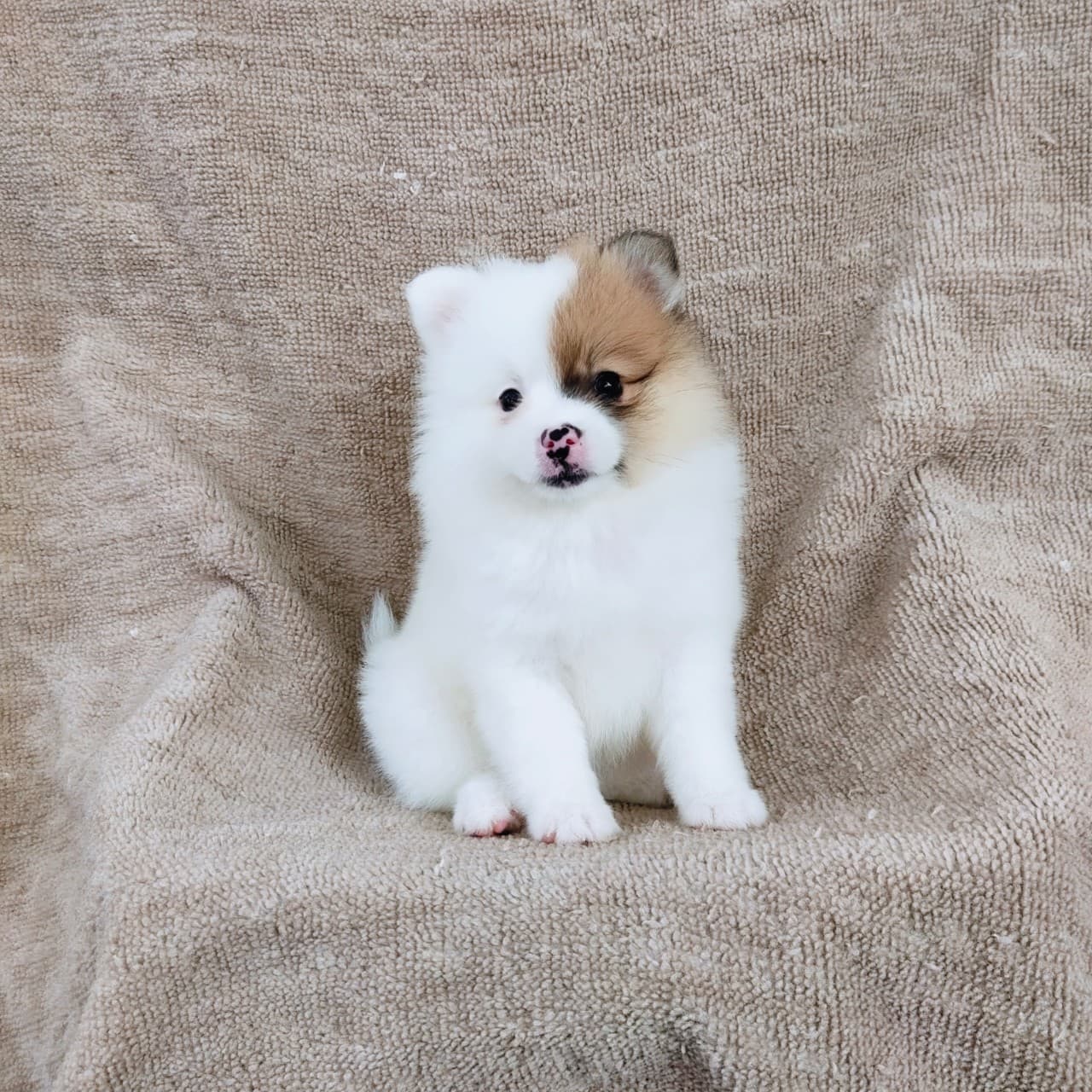 ปอมแท้7900.-รับประกันสุขภาพเทสลำไส้อักเสบ เก็บปลายทาง IDLINE::happyshihtzu4289