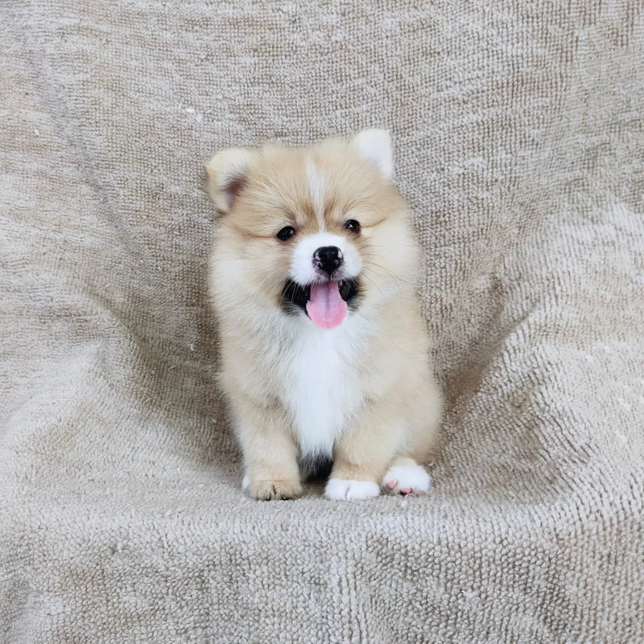 ปอมแท้7900.-รับประกันสุขภาพเทสลำไส้อักเสบ เก็บปลายทาง IDLINE::happyshihtzu4289