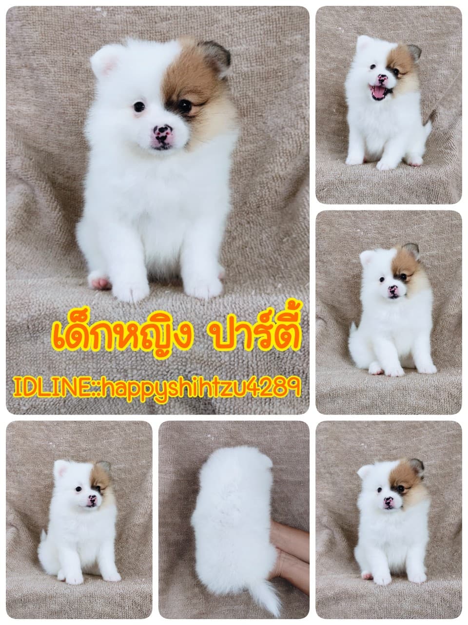 ปอมแท้7900.-รับประกันสุขภาพเทสลำไส้อักเสบ เก็บปลายทาง IDLINE::happyshihtzu4289