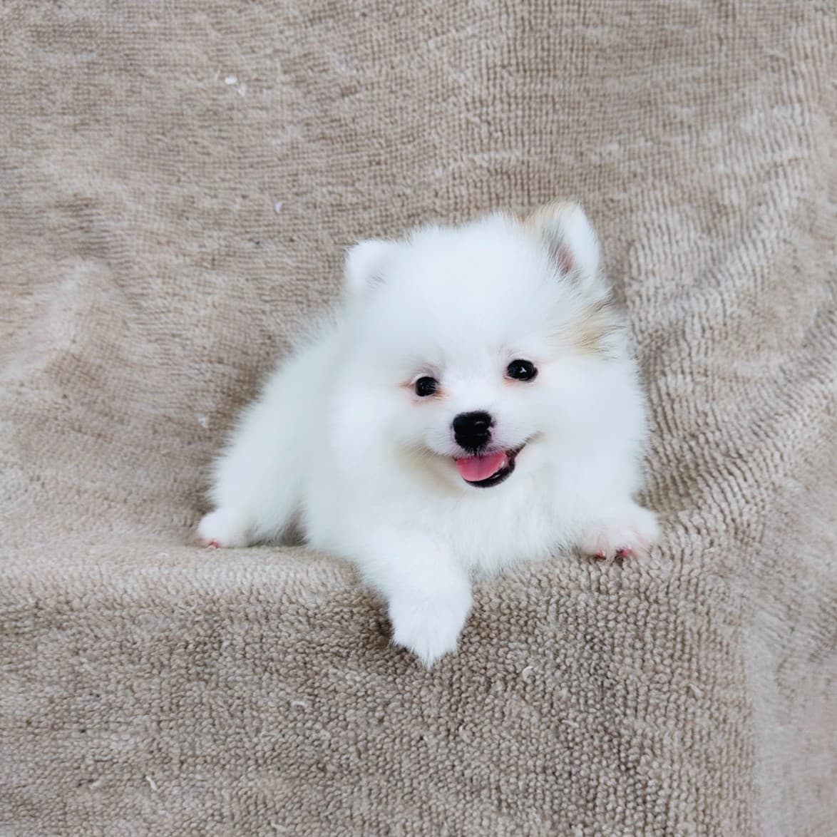 ปอมแท้ไซส์เล็ก8500.-เทสลำไส้อักเสบก่อนส่ง เก็บปลายทาง IDLINE::happyshihtzu4289