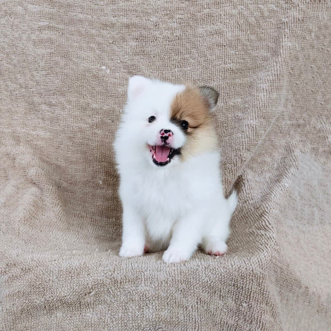 ปอมแท้7900.-รับประกันสุขภาพเทสลำไส้อักเสบ เก็บปลายทาง IDLINE::happyshihtzu4289