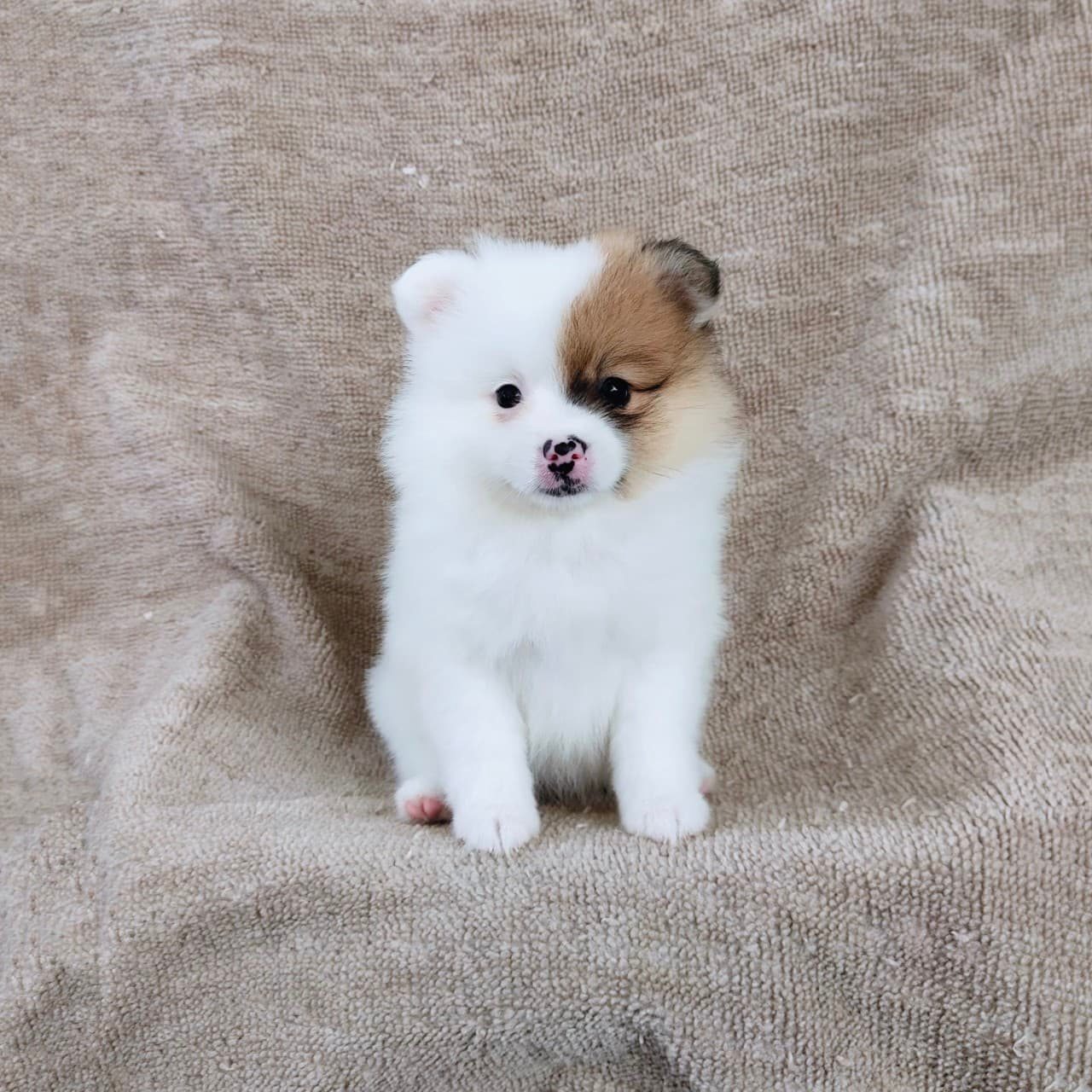 ปอมแท้7900.-รับประกันสุขภาพเทสลำไส้อักเสบ เก็บปลายทาง IDLINE::happyshihtzu4289