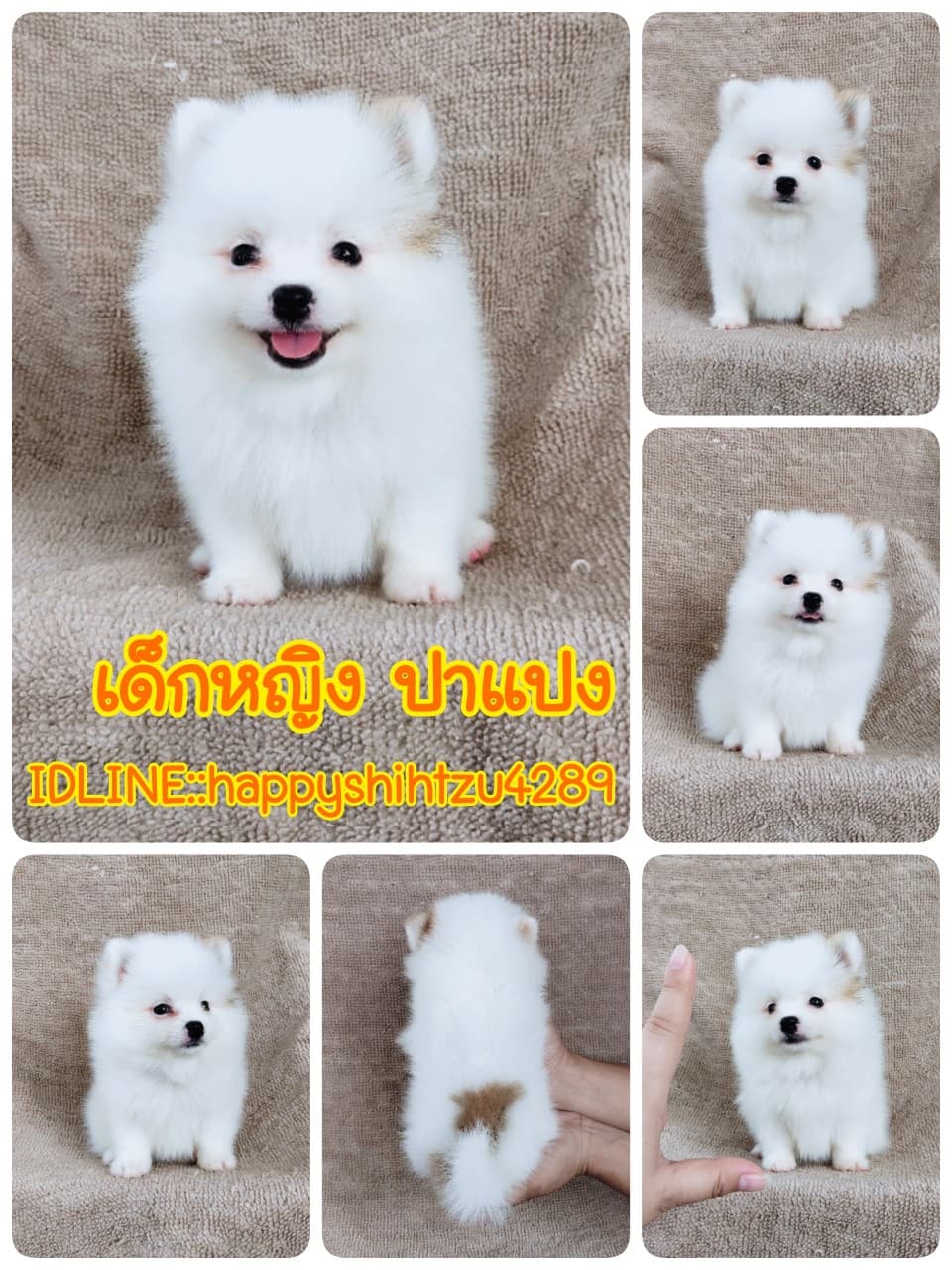 ปอมแท้ไซส์เล็ก8500.-เทสลำไส้อักเสบก่อนส่ง เก็บปลายทาง IDLINE::happyshihtzu4289