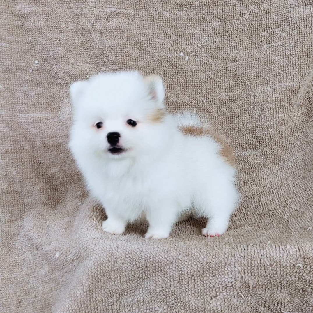 ปอมแท้ไซส์เล็ก8500.-เทสลำไส้อักเสบก่อนส่ง เก็บปลายทาง IDLINE::happyshihtzu4289