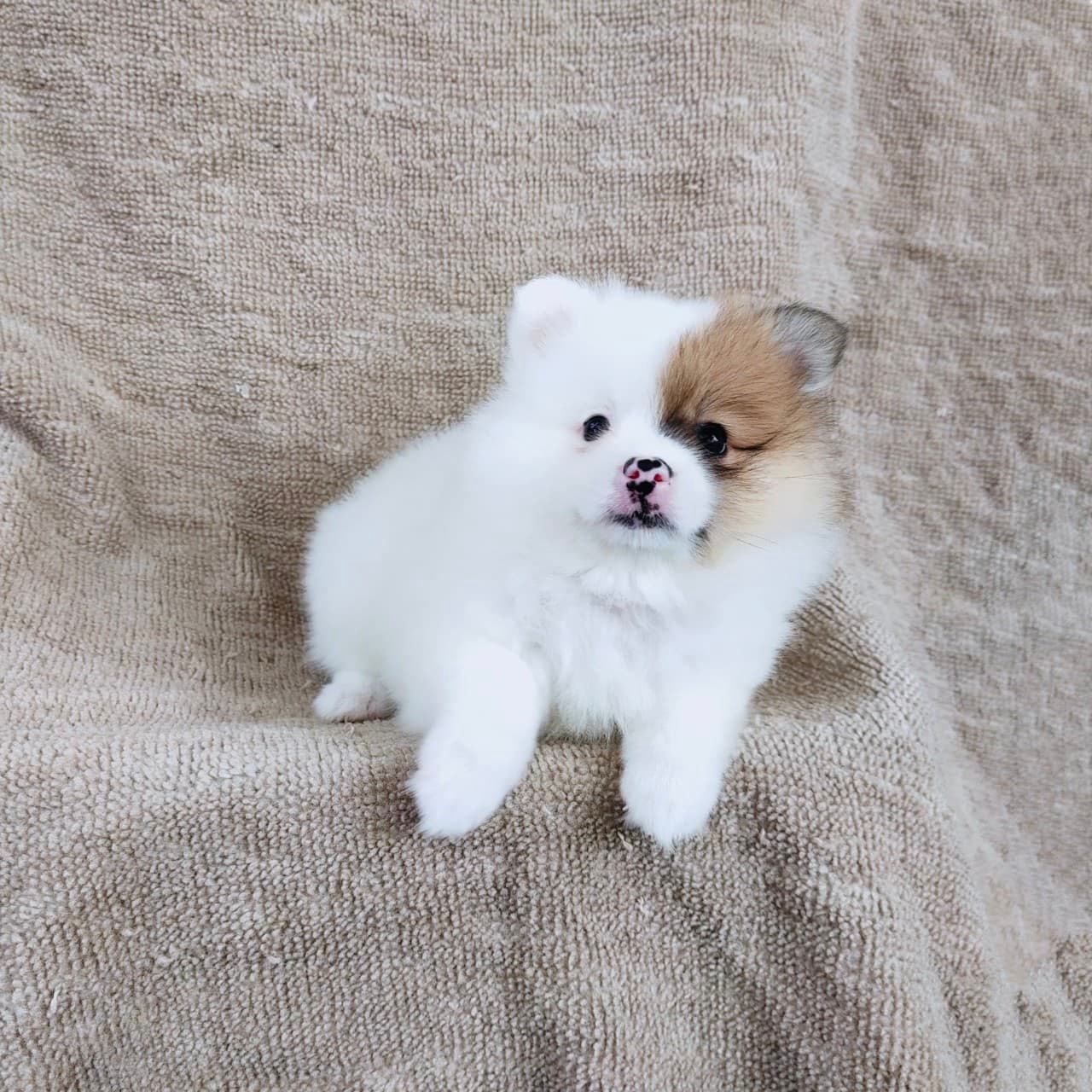 ปอมแท้7900.-รับประกันสุขภาพเทสลำไส้อักเสบ เก็บปลายทาง IDLINE::happyshihtzu4289