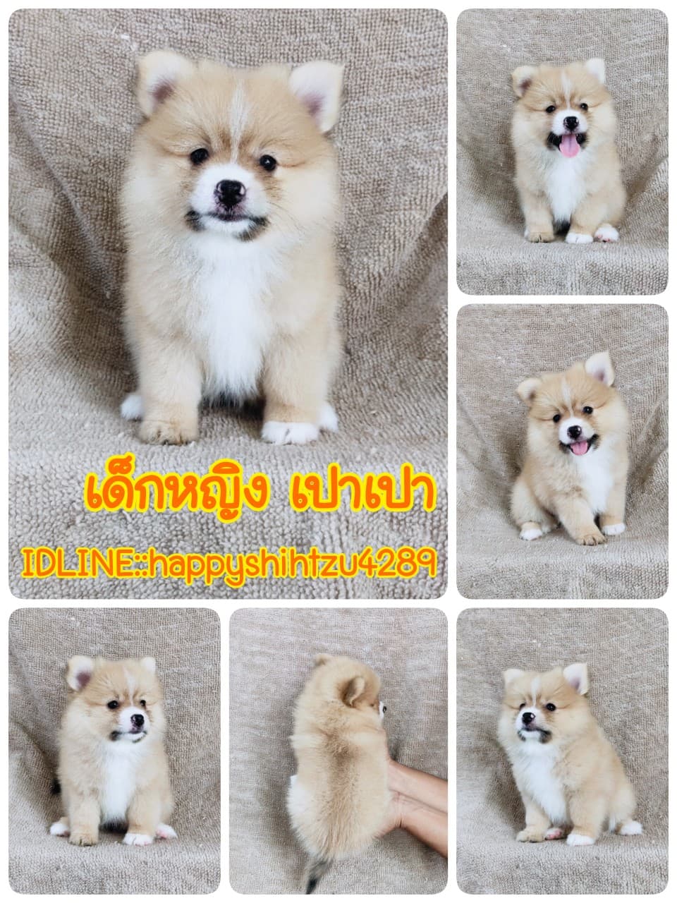 ปอมแท้7900.-รับประกันสุขภาพเทสลำไส้อักเสบ เก็บปลายทาง IDLINE::happyshihtzu4289