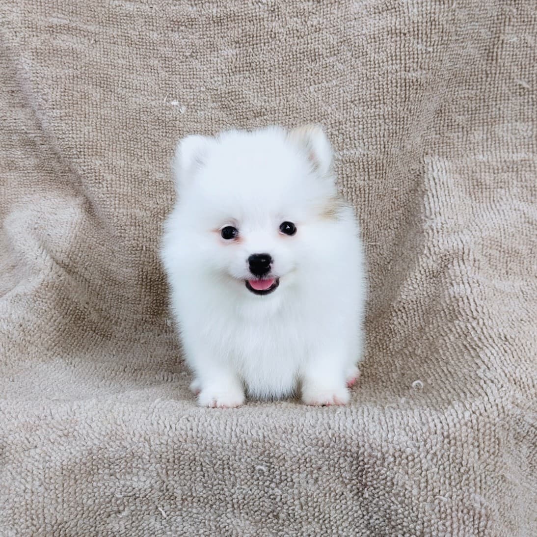 ปอมแท้ไซส์เล็ก8500.-เทสลำไส้อักเสบก่อนส่ง เก็บปลายทาง IDLINE::happyshihtzu4289
