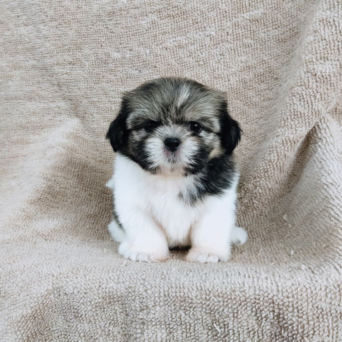 ชิสุแท้ 5900.- เกรดสวย เก็บปลายทาง มีปะกันสุขภาพline::happyshihtzu4289