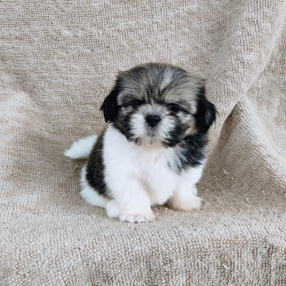 ชิสุแท้ 5900.- เกรดสวย เก็บปลายทาง มีปะกันสุขภาพline::happyshihtzu4289