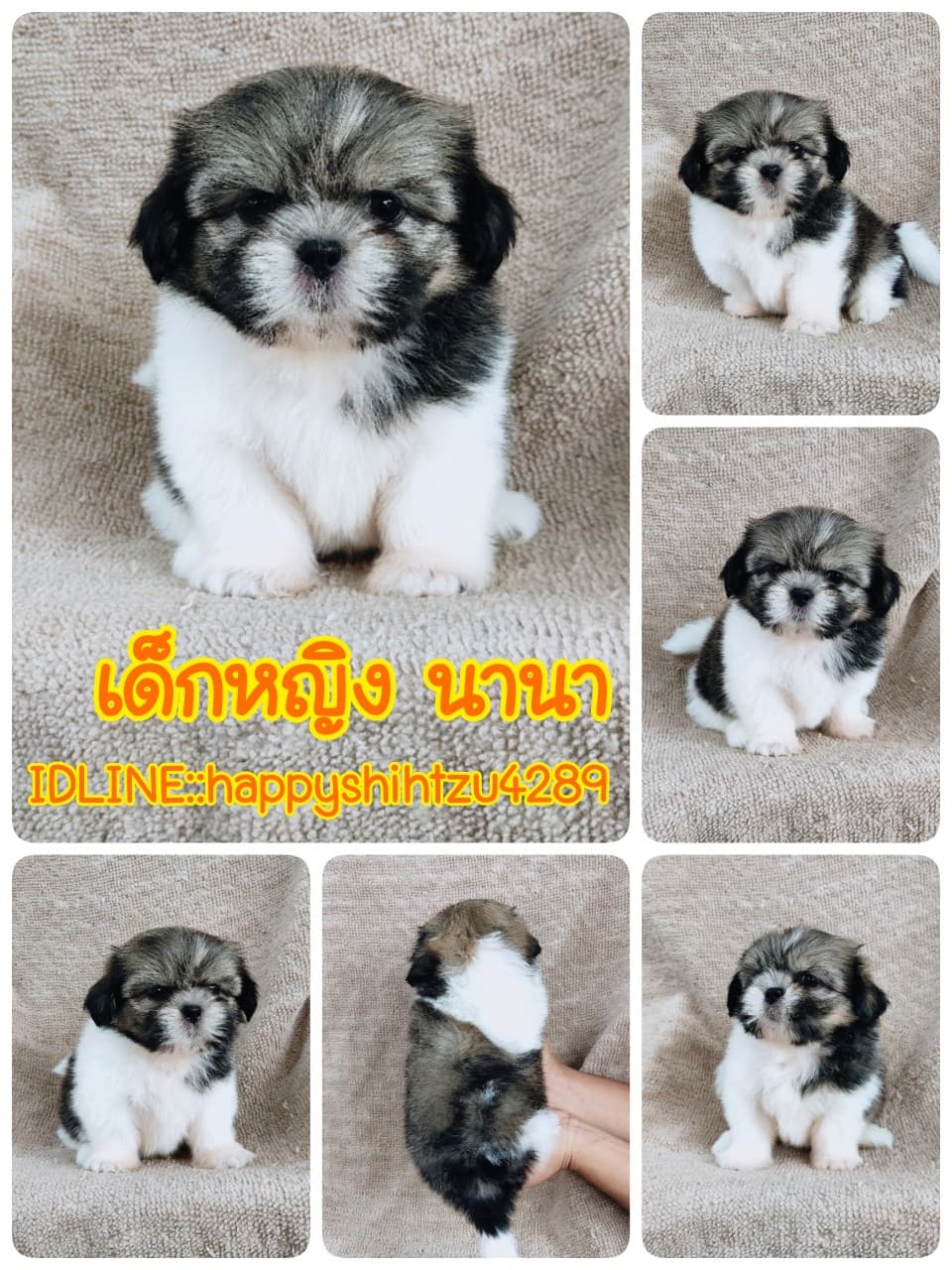 ชิสุแท้ 5900.- เกรดสวย เก็บปลายทาง มีปะกันสุขภาพline::happyshihtzu4289