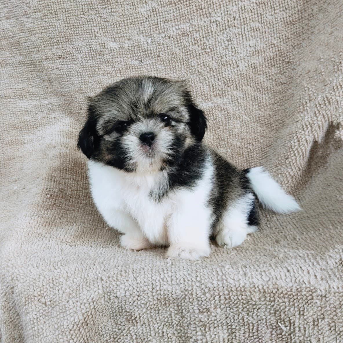 ชิสุแท้ 5900.- เกรดสวย เก็บปลายทาง มีปะกันสุขภาพline::happyshihtzu4289