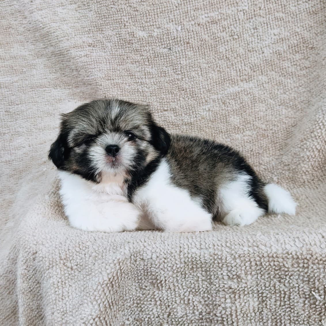 ชิสุแท้ 5900.- เกรดสวย เก็บปลายทาง มีปะกันสุขภาพline::happyshihtzu4289