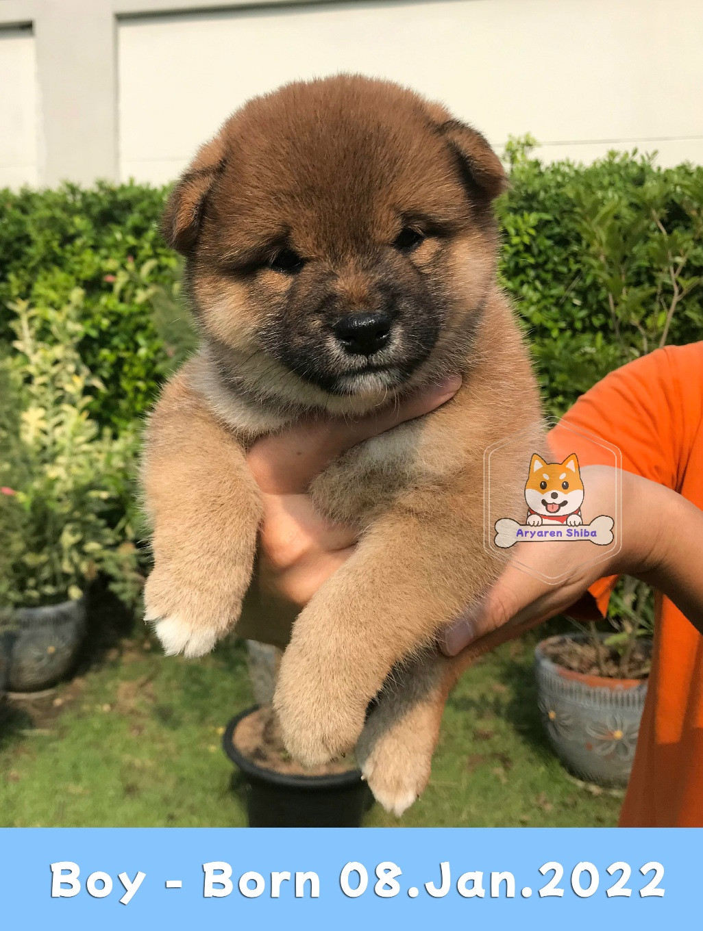 [ขาย] ชิบะพันธ์แท้ ลูกแช้มป์5ประเทศ เพศชาย