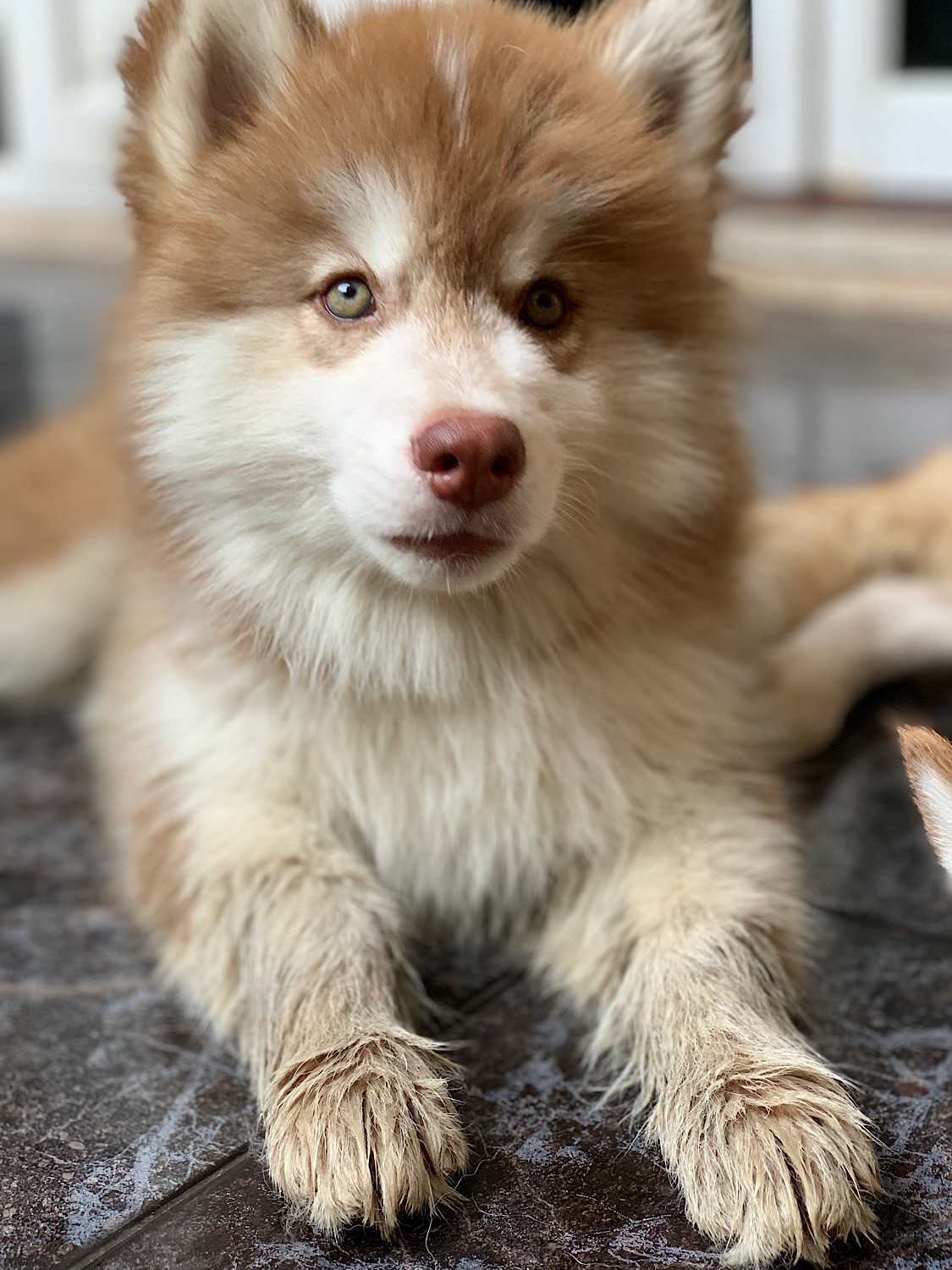 ขาย Siberian husky ไซบีเรียนฮัสกี้ พันธุ์แท้เพศหญิง สีค็อปเปอร์ อายุ 2 เดือน