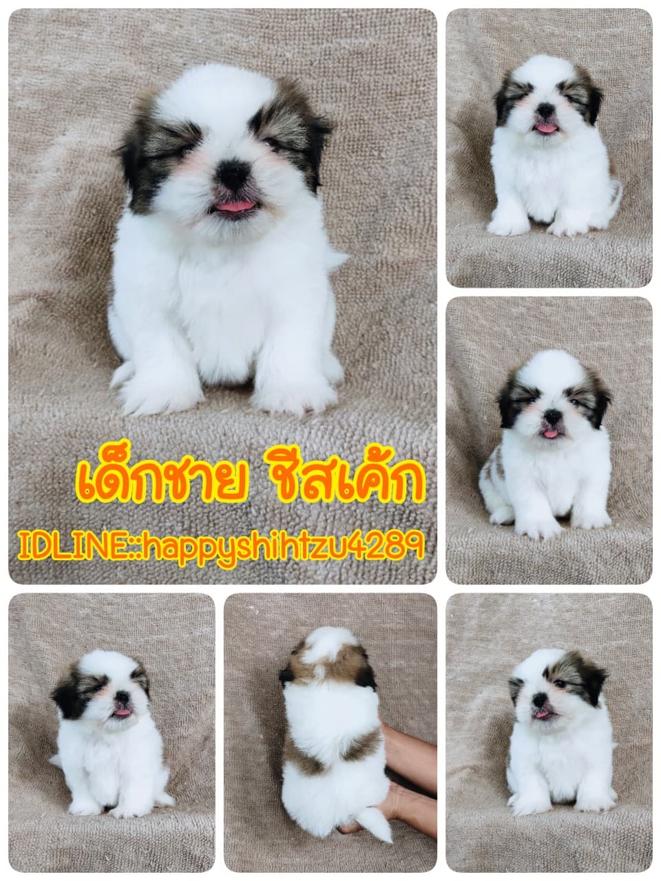 ชิสุแท้ 5900.- เก็บปลายทาง มีปะกันสุขภาพเทสลำไส้อักเสบ line::happyshihtzu4289