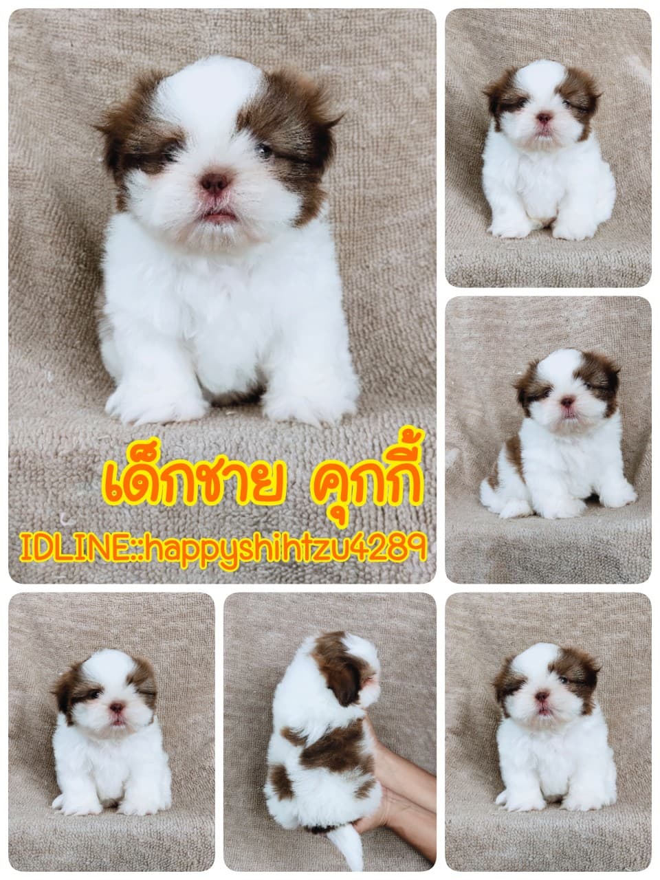 ชิสุแท้ 6900.- จมูกตับ เก็บปลายทาง มีปะกันสุขภาพเทสลำไส้อักเสบ line::happyshihtz