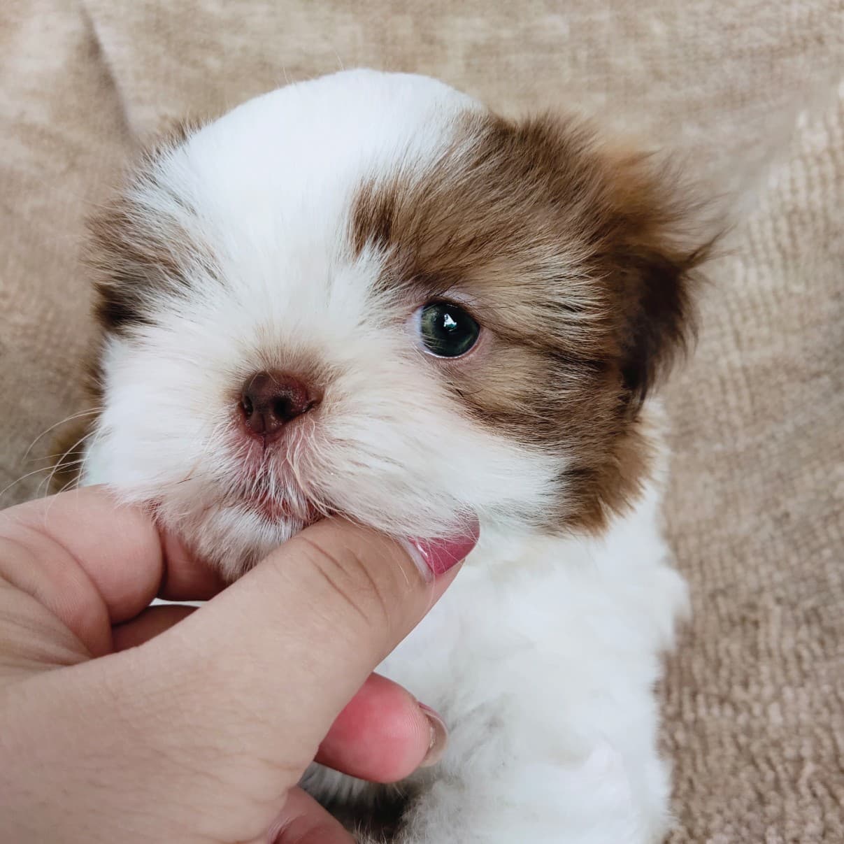 ชิสุแท้ 6900.- จมูกตับ เก็บปลายทาง มีปะกันสุขภาพเทสลำไส้อักเสบ line::happyshihtz