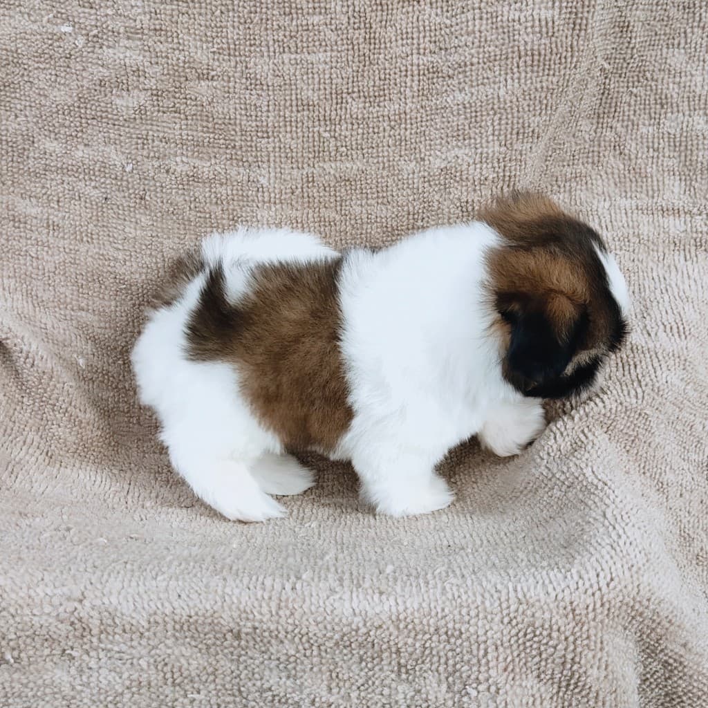 ชิสุแท้ 5900.-  เก็บปลายทาง มีปะกันสุขภาพเทสลำไส้อักเสบ line::happyshihtzu4289