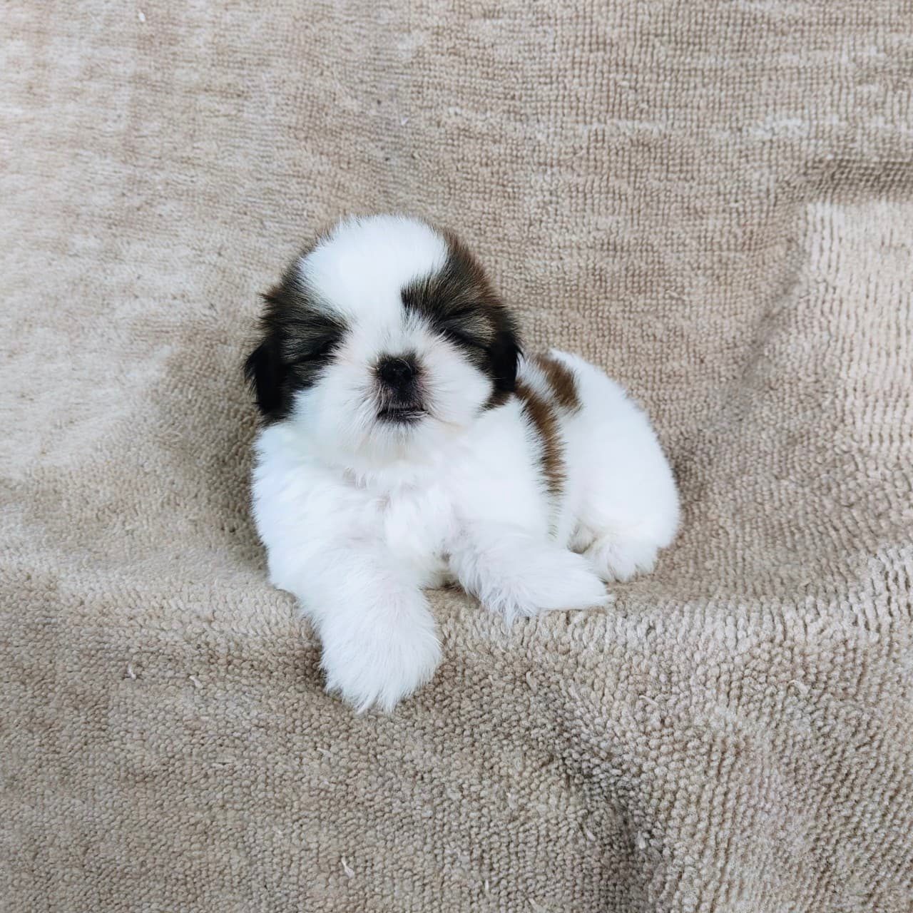 ชิสุแท้ 5900.-  เก็บปลายทาง มีปะกันสุขภาพเทสลำไส้อักเสบ line::happyshihtzu4289