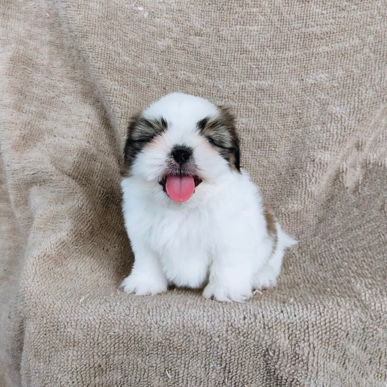 ชิสุแท้ 5900.- เก็บปลายทาง มีปะกันสุขภาพเทสลำไส้อักเสบ line::happyshihtzu4289